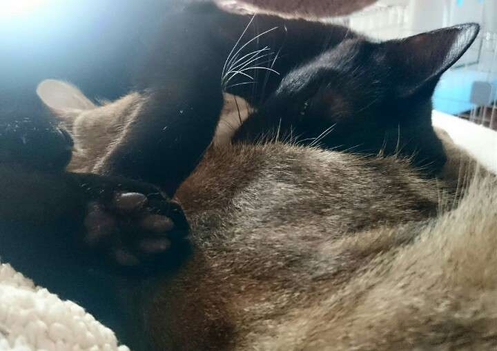 猫好きのための雑談