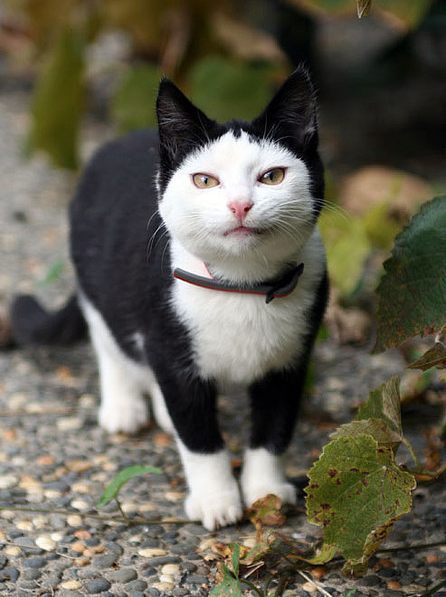 猫好きのための雑談