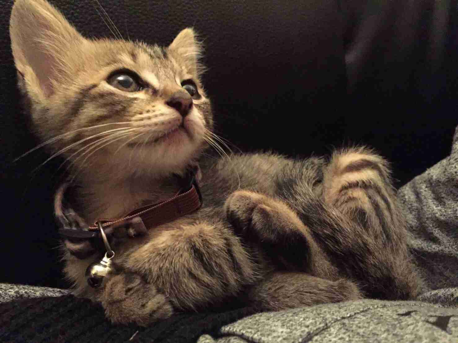 猫好きのための雑談