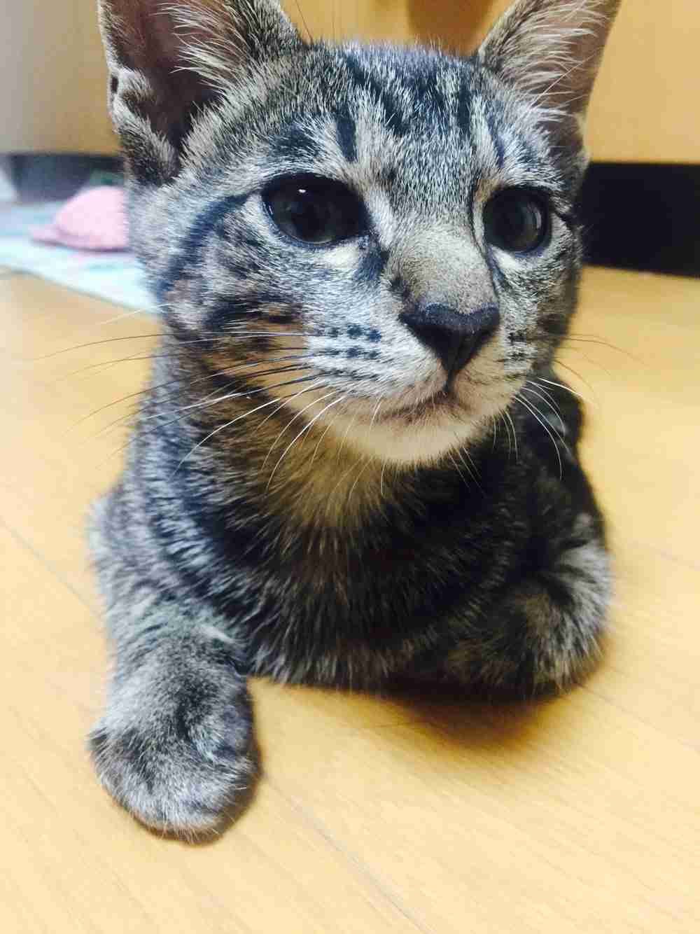 猫好きのための雑談