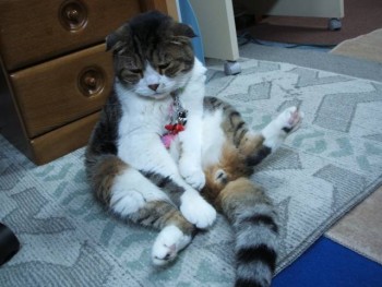 猫好きのための雑談