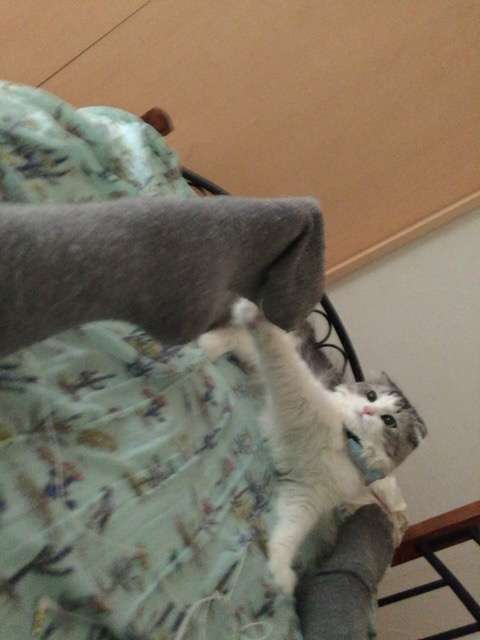 猫好きのための雑談