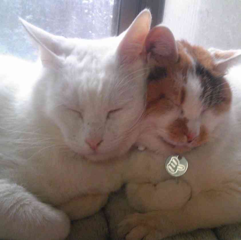 猫好きのための雑談