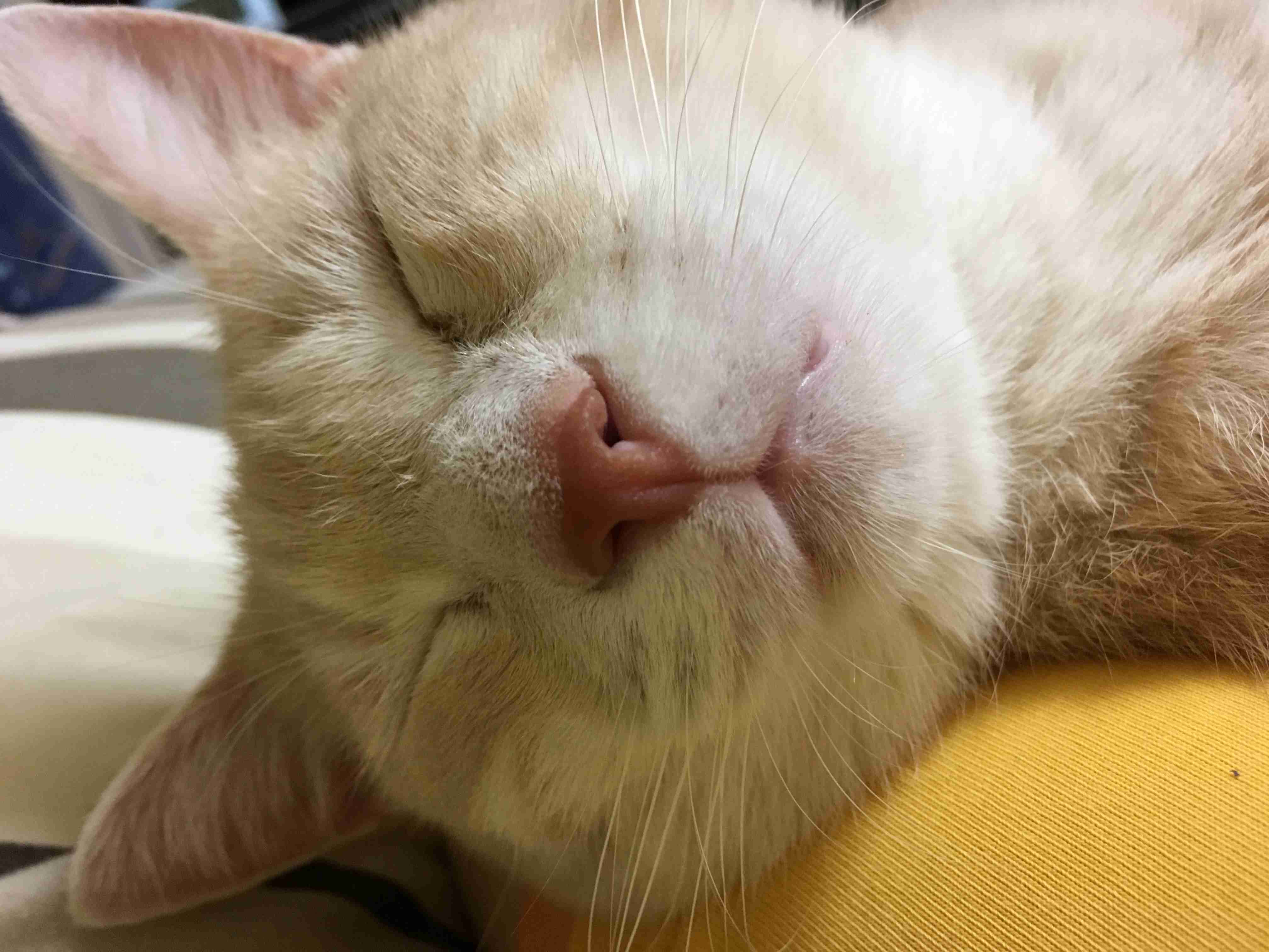 猫好きのための雑談