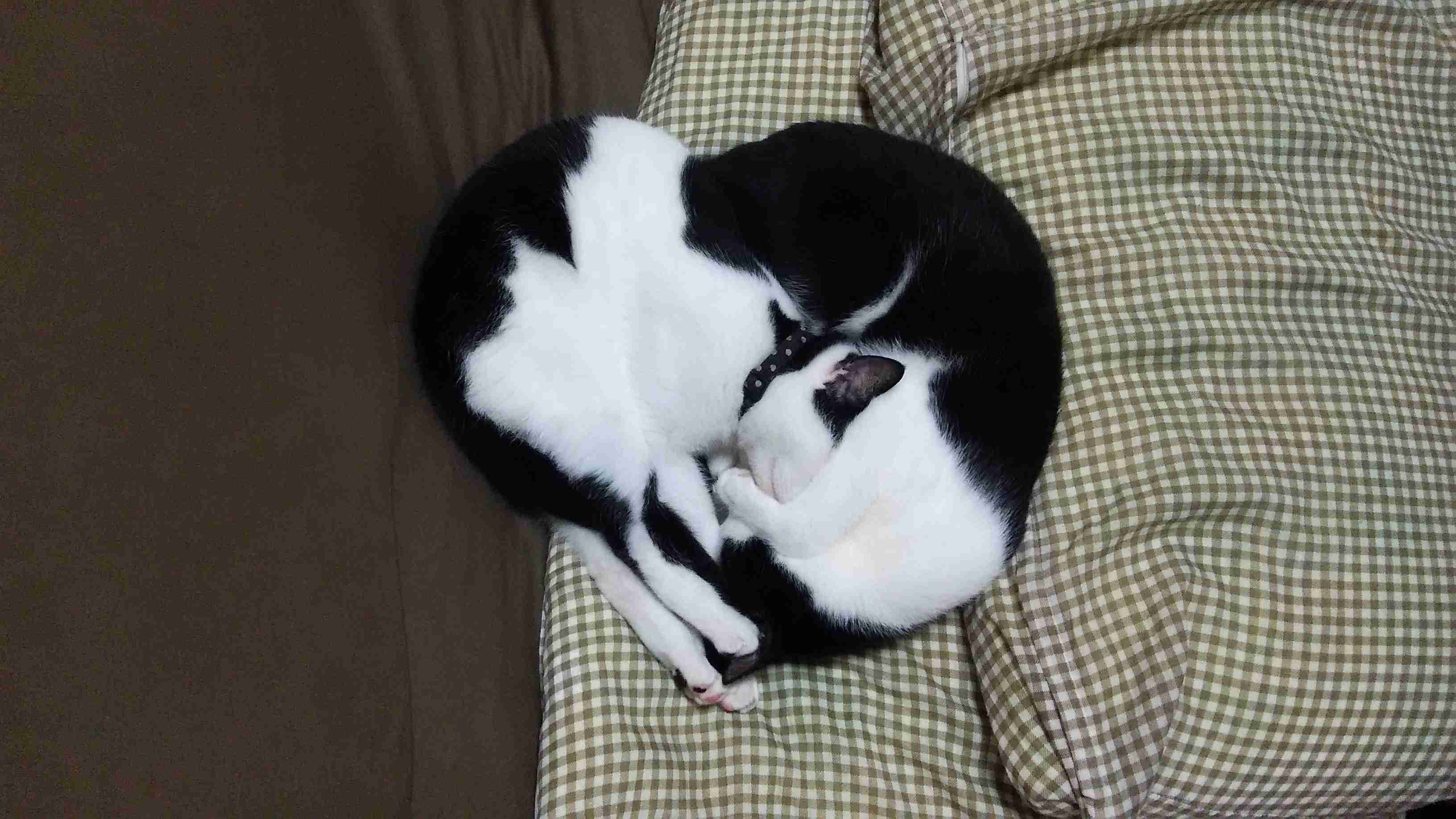 猫好きのための雑談