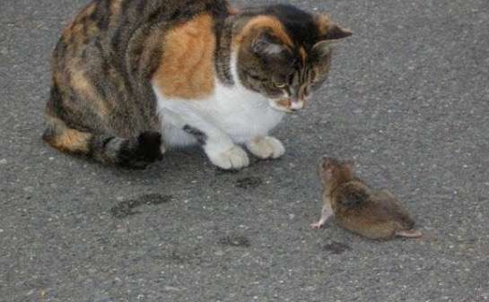 猫好きのための雑談