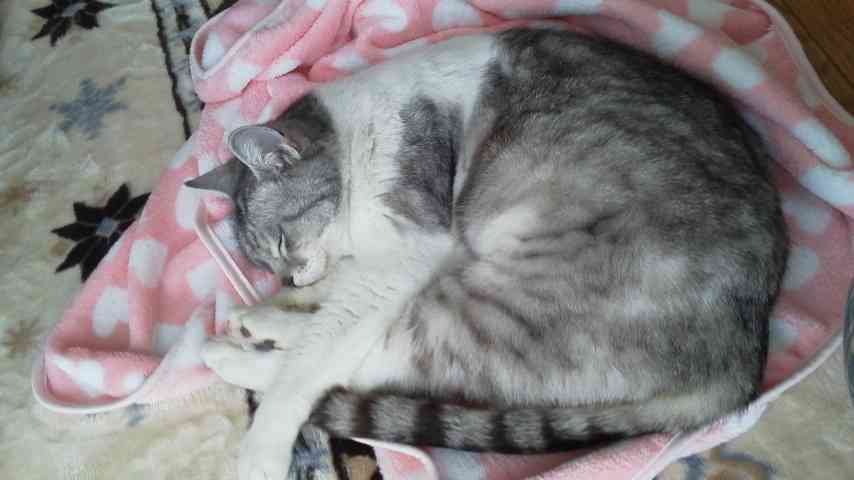 猫好きのための雑談