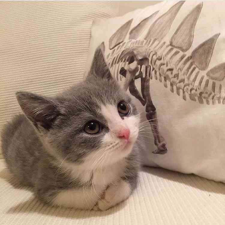 猫好きのための雑談