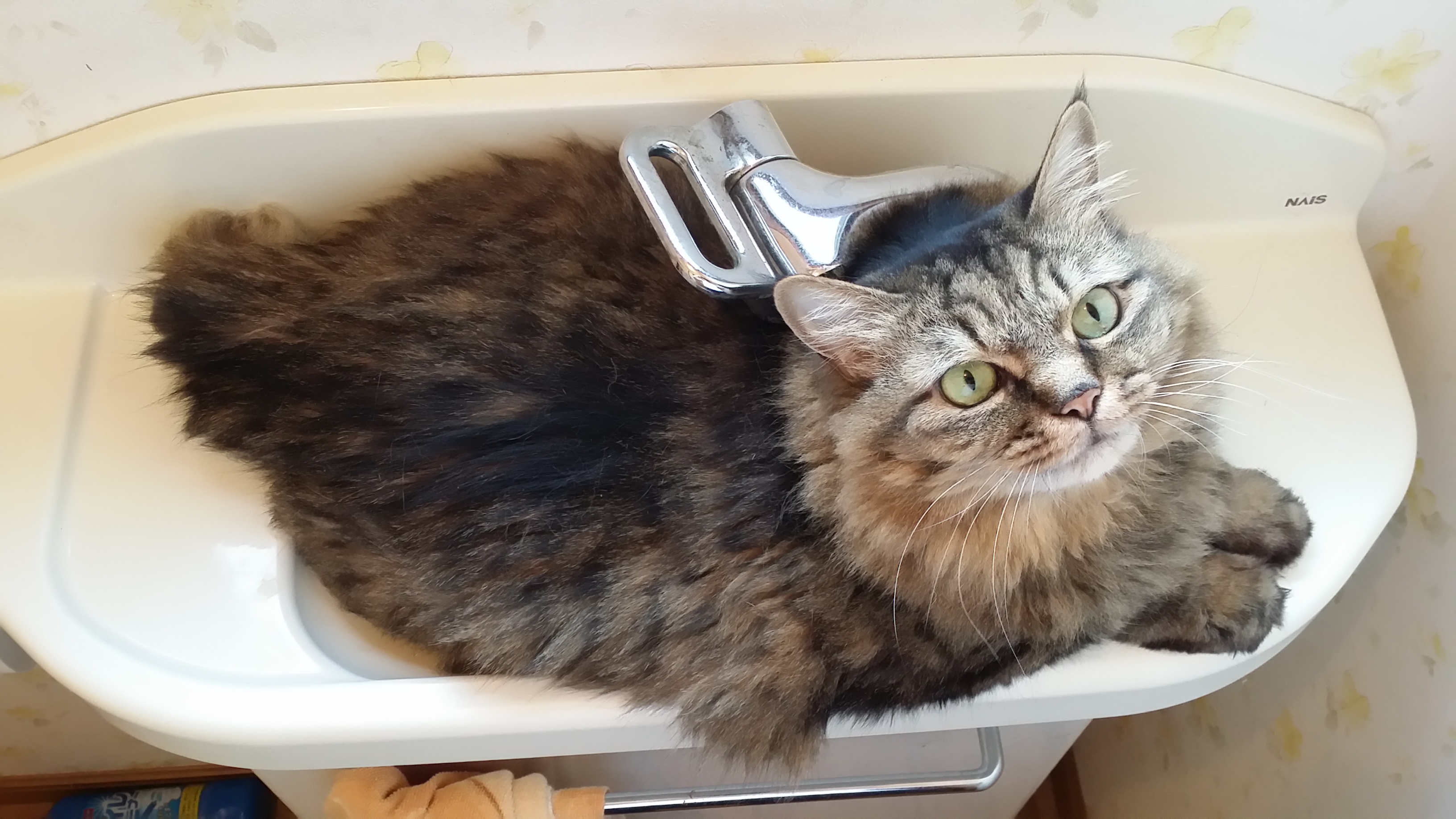 猫好きのための雑談