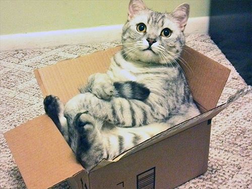 猫好きのための雑談