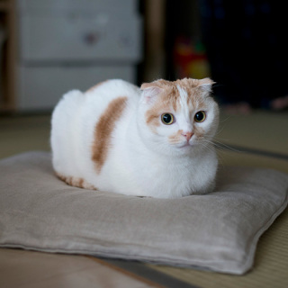 猫好きのための雑談