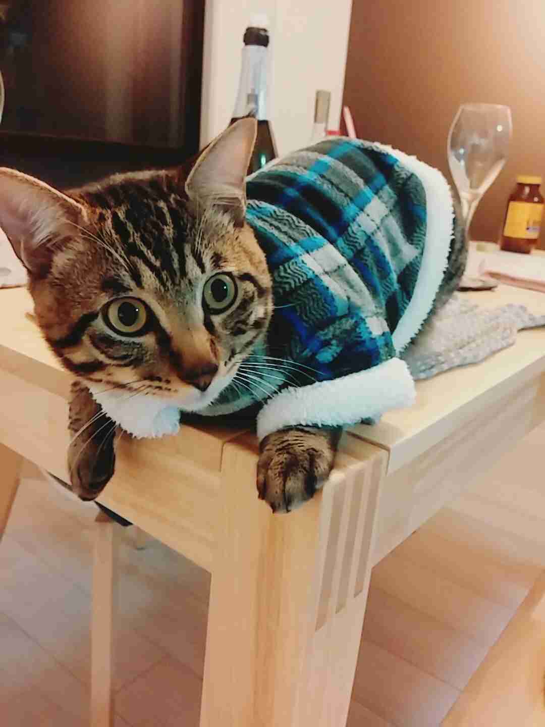 猫好きのための雑談