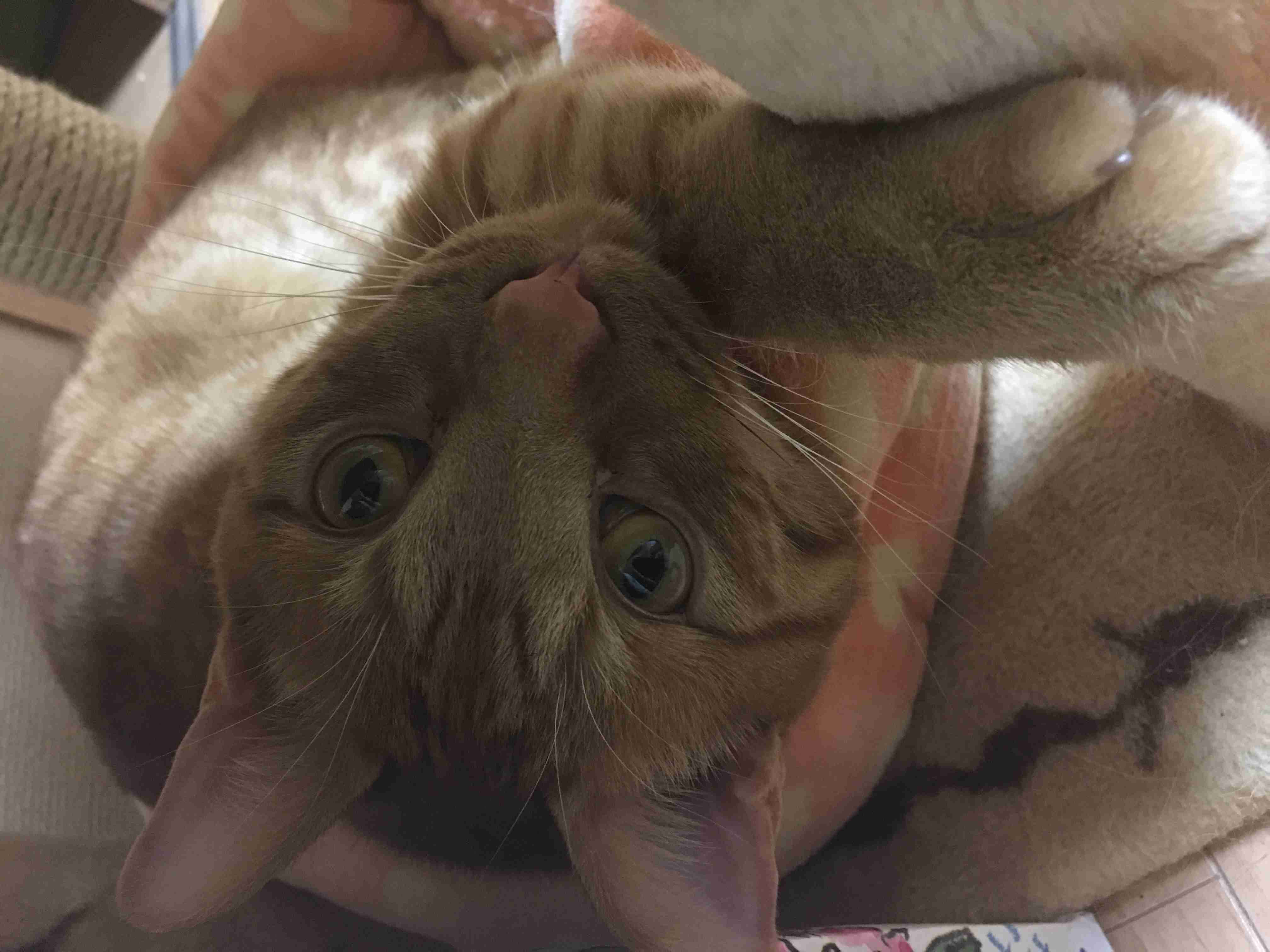 猫好きのための雑談