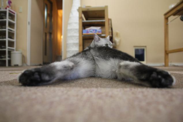 猫好きのための雑談