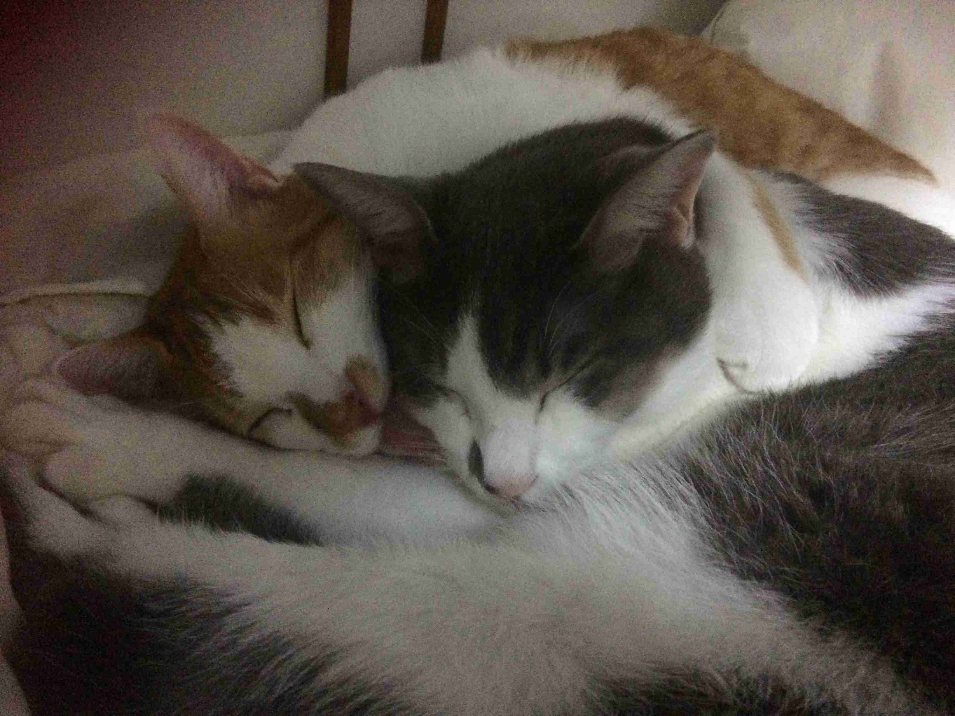 猫好きのための雑談