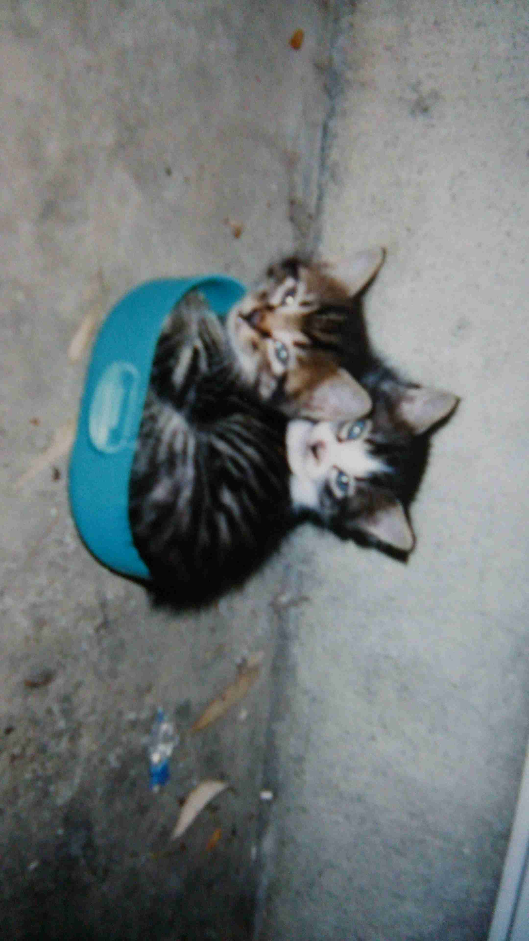 猫好きのための雑談