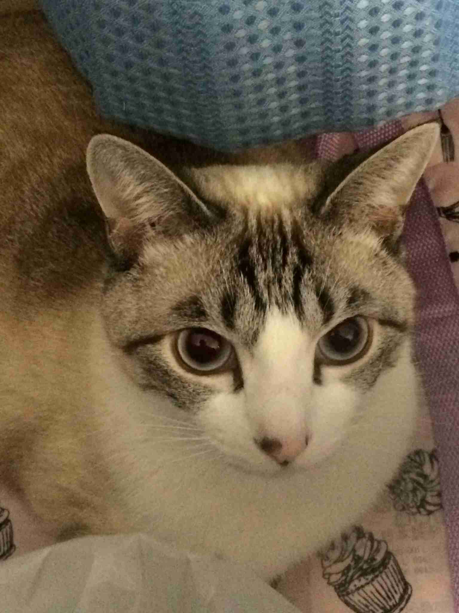 猫好きのための雑談
