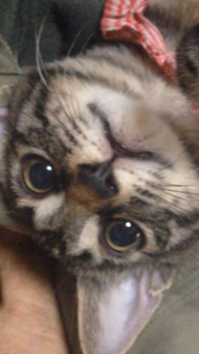 猫好きのための雑談