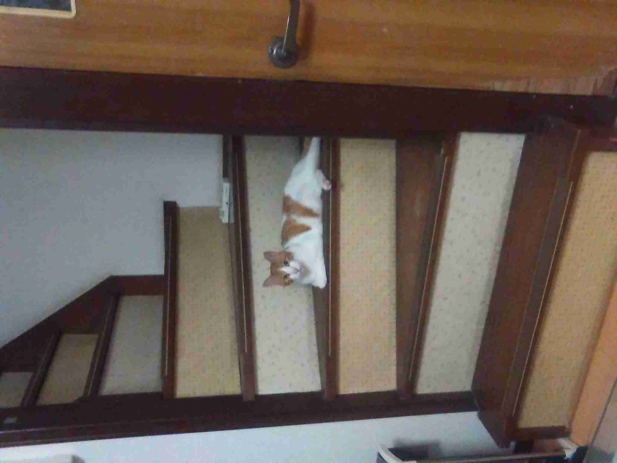 猫好きのための雑談