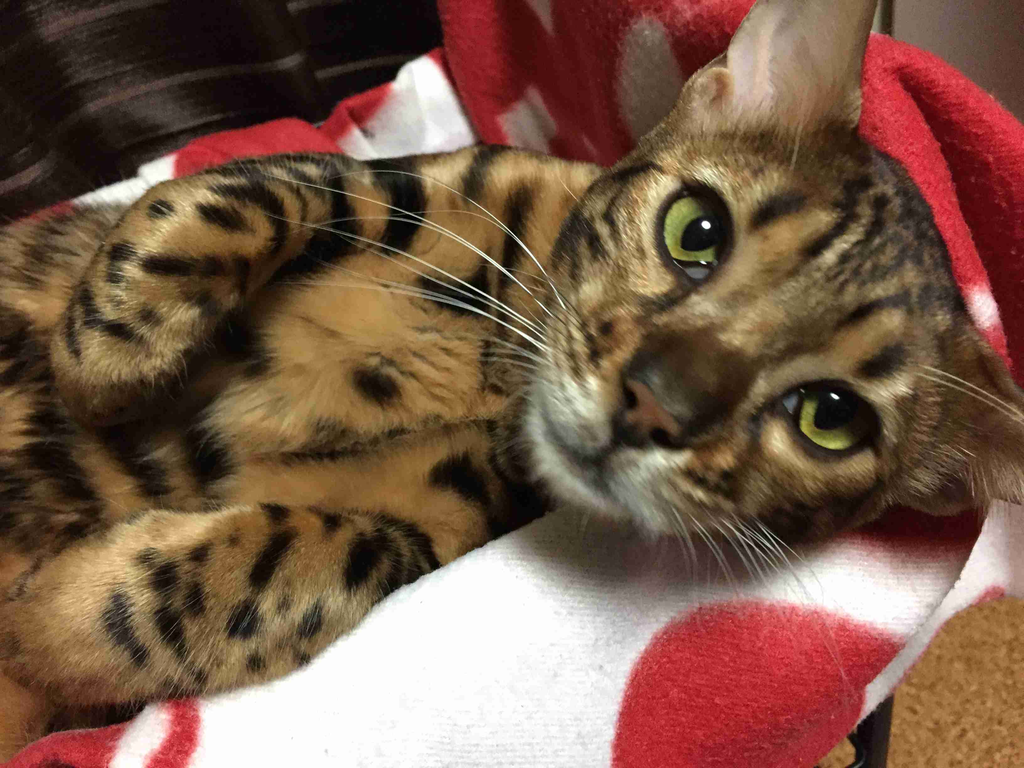猫好きのための雑談