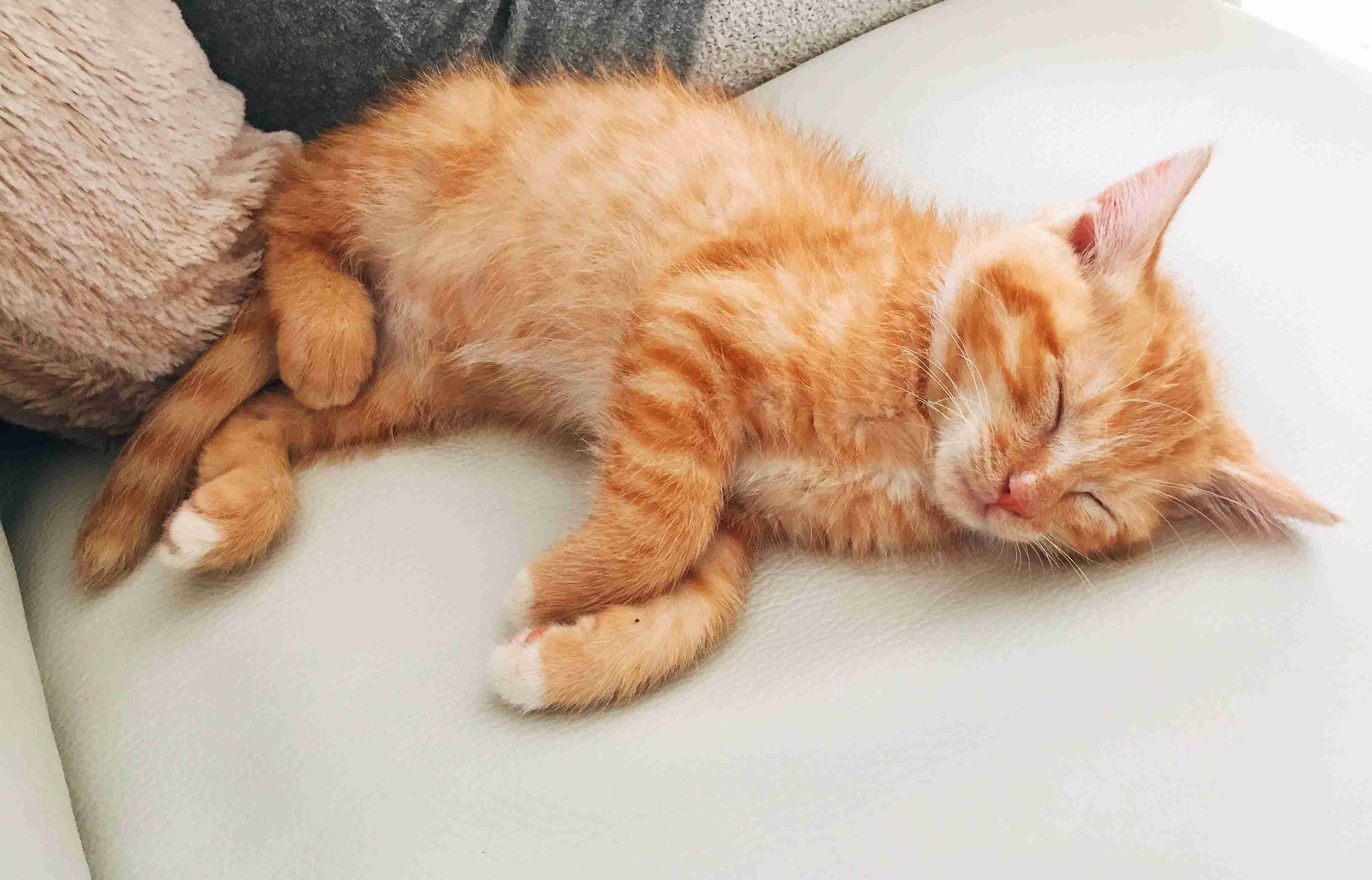 猫好きのための雑談