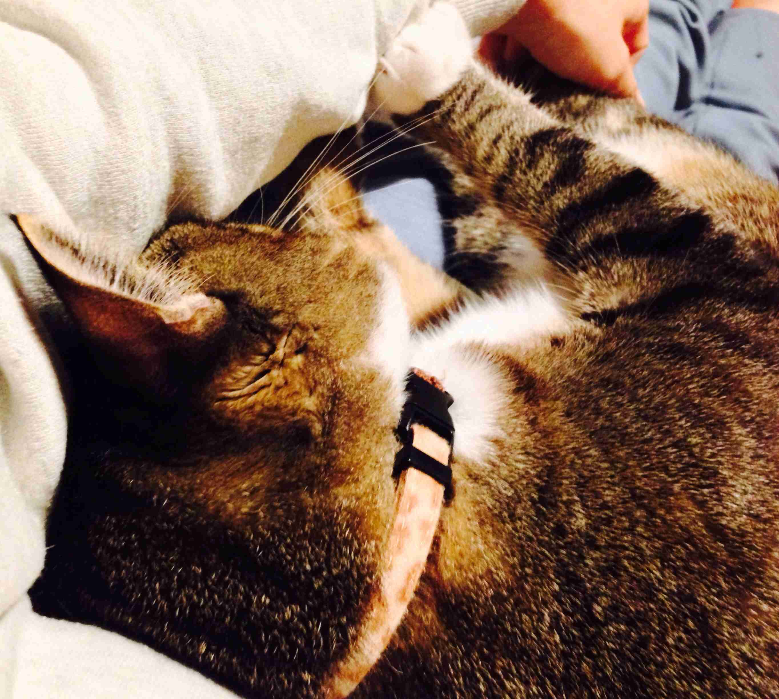 猫好きのための雑談