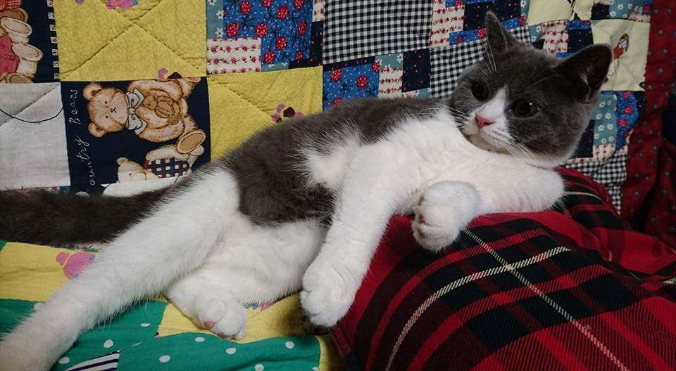 猫好きのための雑談