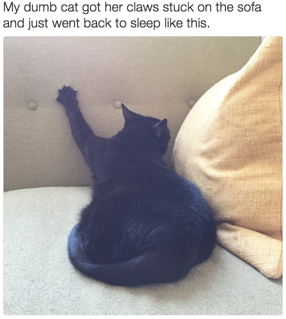 猫好きのための雑談
