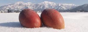地元のブランド野菜・果物について語ろう