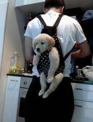 犬とのエピソード！