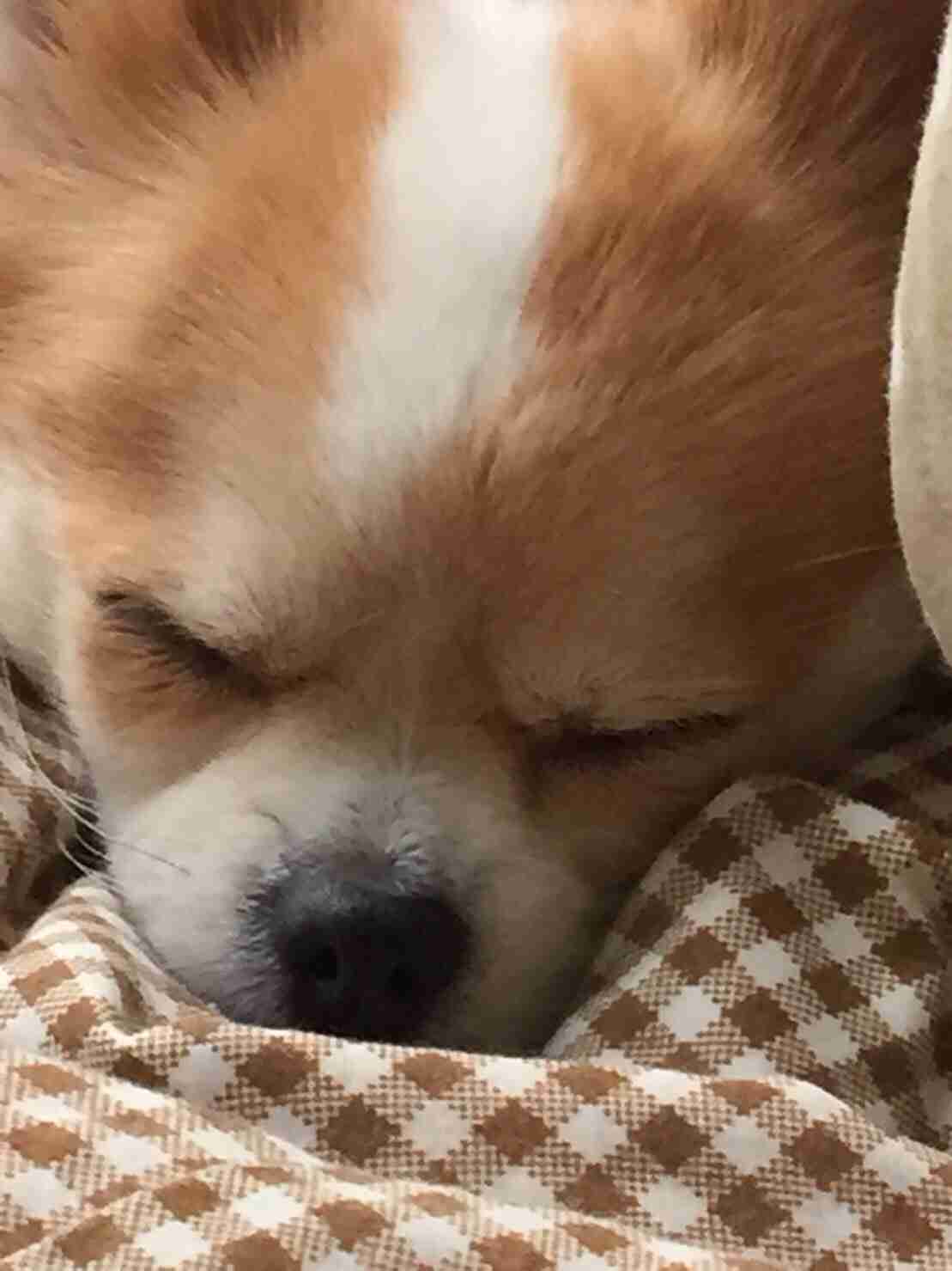 犬とのエピソード！