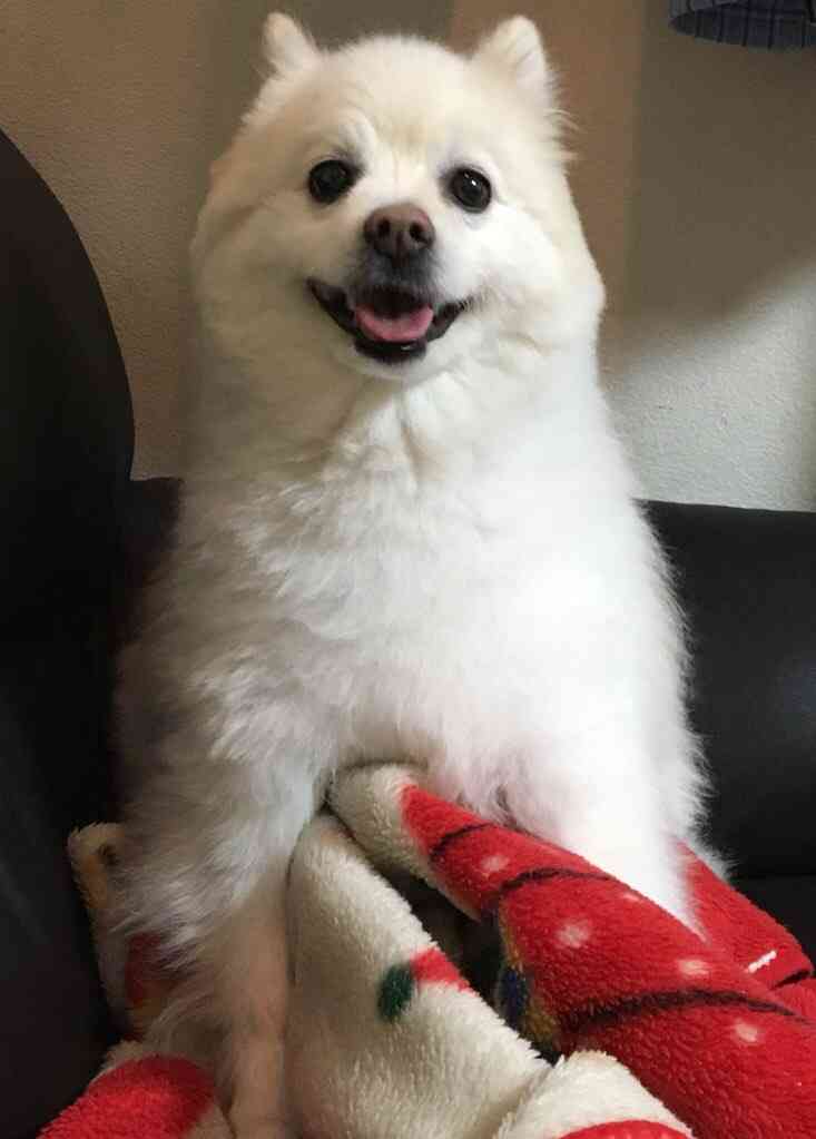犬とのエピソード！