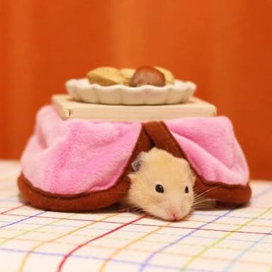 こたつ雑談