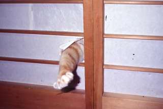 地味に触ってみたい⚫︎押してみたいモノ