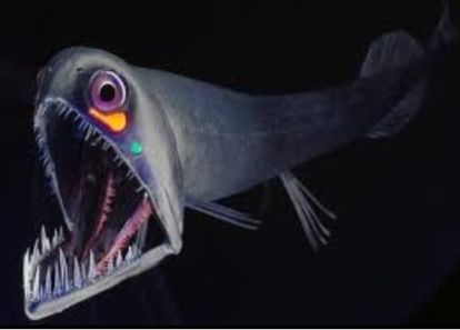 【閲覧注意】エイリアンのような深海魚ばかりツイートする、地獄の漁師が現る!
