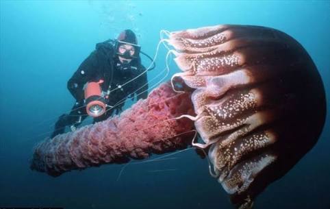 【閲覧注意】エイリアンのような深海魚ばかりツイートする、地獄の漁師が現る!