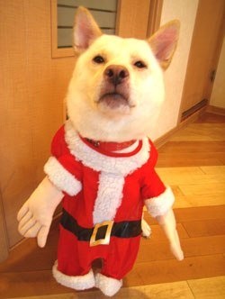 【クリスマス】サンタクロース業務報告トピ