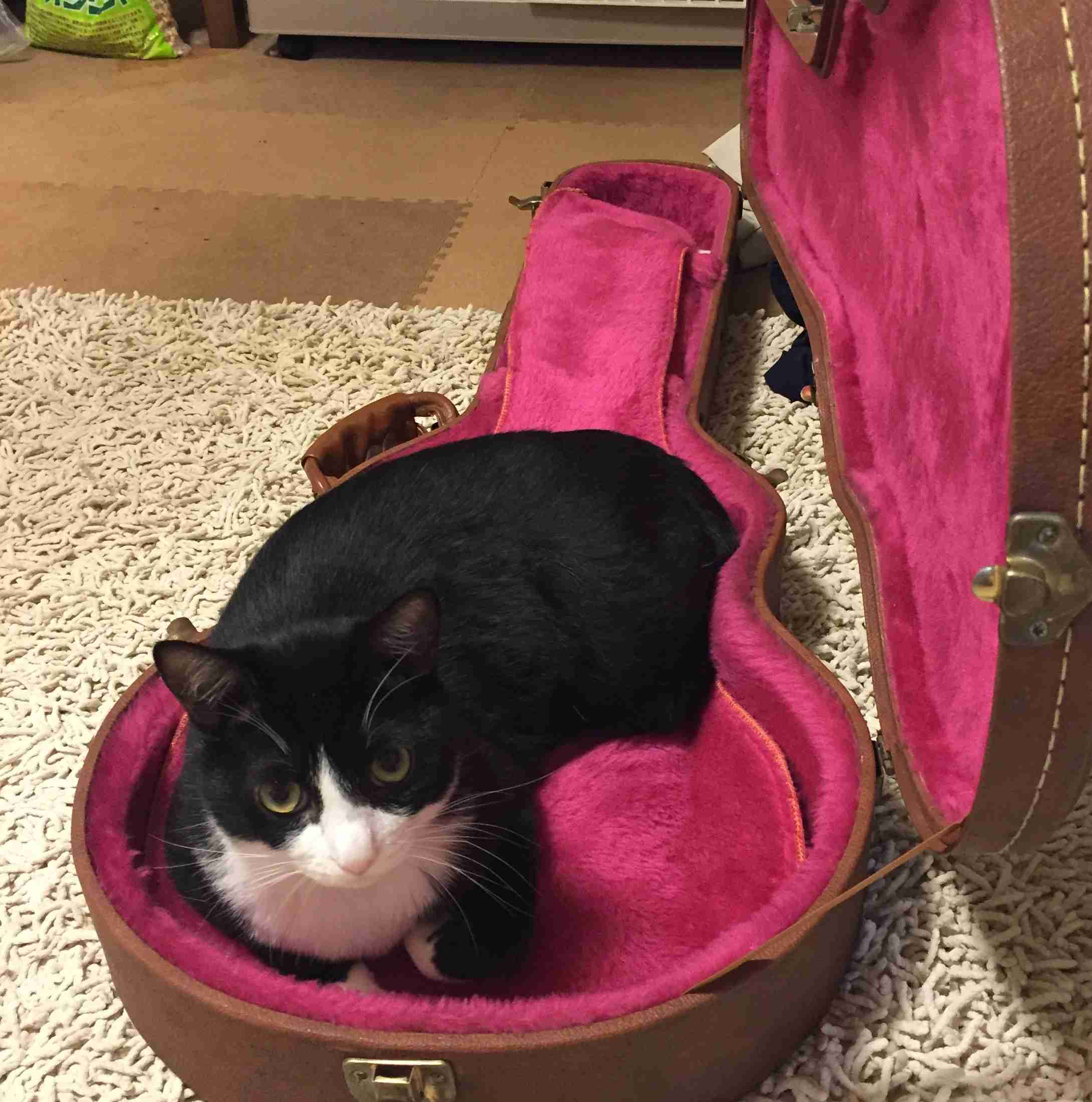 なぜそこに！？と思う猫画像