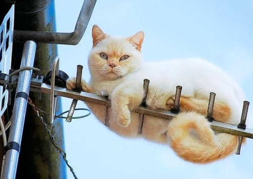 なぜそこに！？と思う猫画像