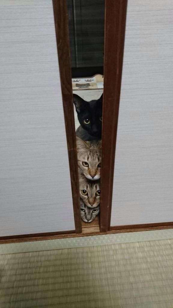 なぜそこに！？と思う猫画像