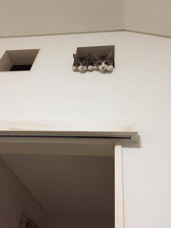 なぜそこに！？と思う猫画像