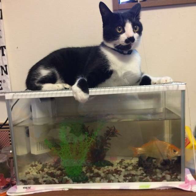 なぜそこに！？と思う猫画像