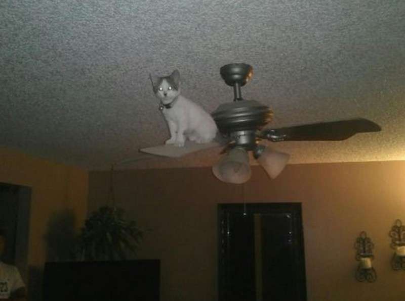 なぜそこに！？と思う猫画像