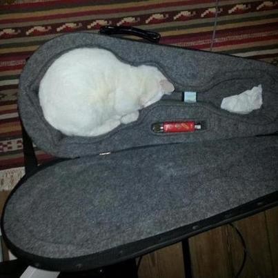 なぜそこに！？と思う猫画像