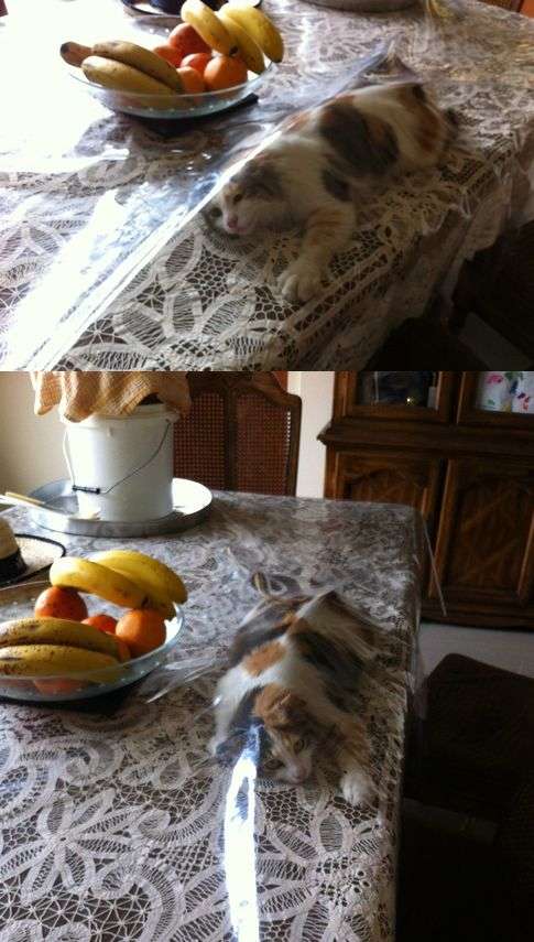 なぜそこに！？と思う猫画像