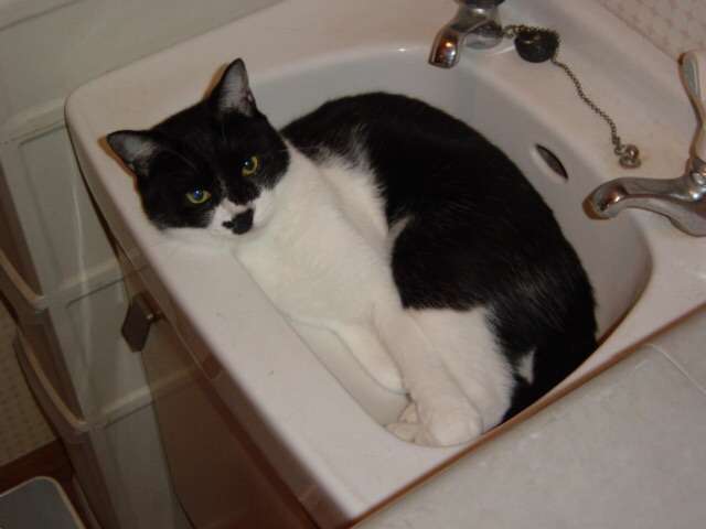 なぜそこに！？と思う猫画像