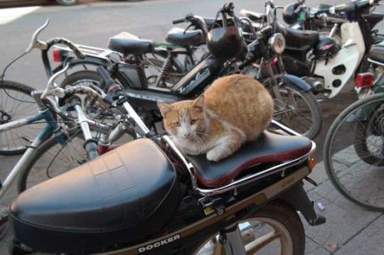 なぜそこに！？と思う猫画像