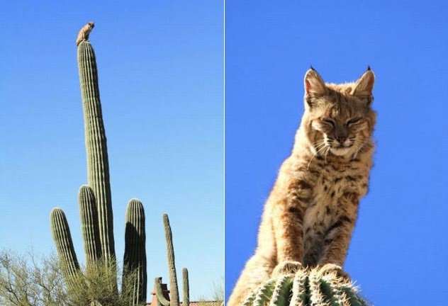 なぜそこに！？と思う猫画像