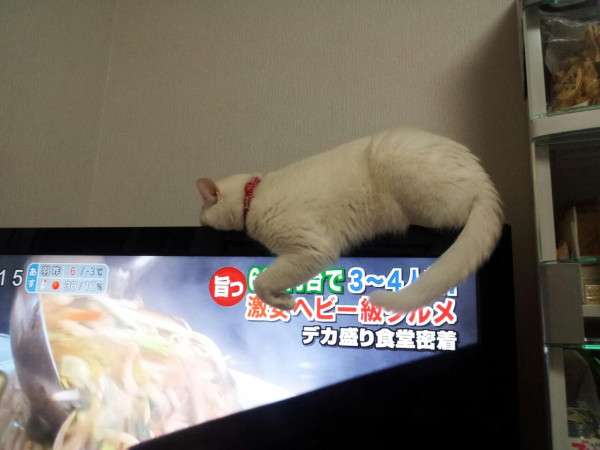 なぜそこに！？と思う猫画像