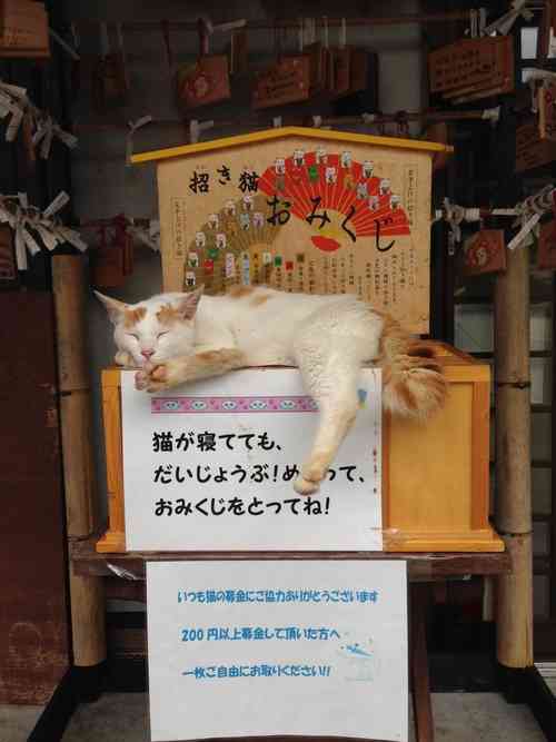 なぜそこに！？と思う猫画像